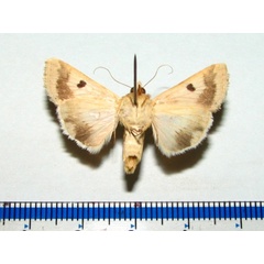 /filer/webapps/moths/media/images/P/peltigera_Heliothis_A_Goffb_01.jpg