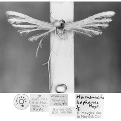 /filer/webapps/moths/media/images/L/liophanes_Marasmarcha_LT_BMNH.jpg