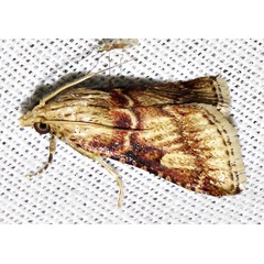/filer/webapps/moths/media/images/A/allutalis_Zitha_A_Braun_03.jpg
