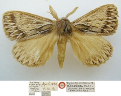 /filer/webapps/moths/media/images/C/clio_Rhabdosia_HT_NHMUKa.jpg