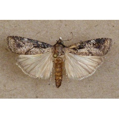 /filer/webapps/moths/media/images/V/varians_Mesogenea_A_Butler_05.jpg
