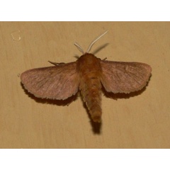 /filer/webapps/moths/media/images/D/didyma_Thyretarctia_A_Goff_01.jpg