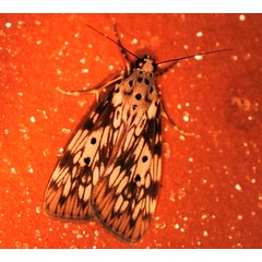 /filer/webapps/moths/media/images/A/agnesae_Sommeria_AF_Roland_02.jpg