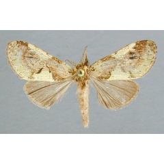/filer/webapps/moths/media/images/J/jaspidea_Boscawenia_A_RMCA_02.jpg