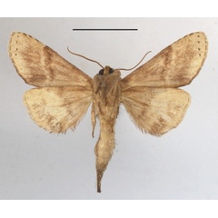 /filer/webapps/moths/media/images/B/bernardii_Scalmicauda_A_MGCLb_01.JPG