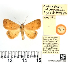 /filer/webapps/moths/media/images/O/olivescens_Antarchaea_HT_BMNH.jpg