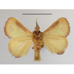 /filer/webapps/moths/media/images/P/prussi_Parasa_A_MGCLb_01.JPG