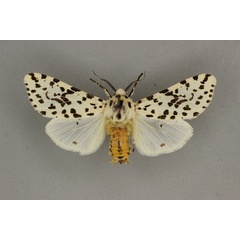 /filer/webapps/moths/media/images/I/investigatorum_Alpenus_AM_BMNH.jpg
