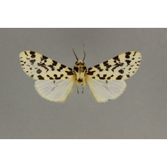 /filer/webapps/moths/media/images/W/whalleyi_Alpenus_HT_BMNH.jpg