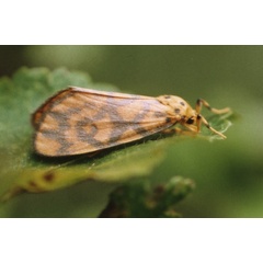 /filer/webapps/moths/media/images/S/sagenaria_Tumicia_A_Roalnd_01.jpg