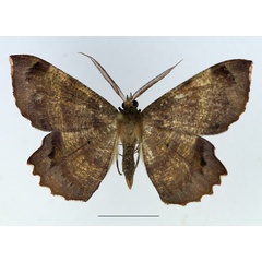 /filer/webapps/moths/media/images/N/natalensis_Erastria_AM_TMSA_02.jpg