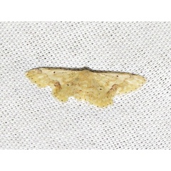 /filer/webapps/moths/media/images/H/hardenbergi_Idaea_A_Braun.jpg
