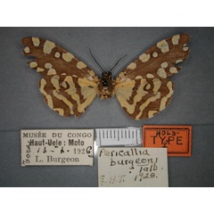 /filer/webapps/moths/media/images/B/burgeoni_Afrowatsonius_HT_RMCA_02.jpg