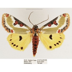 /filer/webapps/moths/media/images/C/capensis_Ovios_AF_TMSA_01.jpg