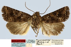 Tycomarptes aethiopica