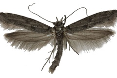 Yponomeuta dhofarensis