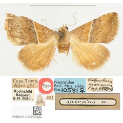 /filer/webapps/moths/media/images/S/sperans_Thalpochares_HT_BMNH.jpg