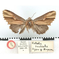 /filer/webapps/moths/media/images/R/radiata_Cetola_HT_BMNH.jpg