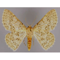 /filer/webapps/moths/media/images/C/cornivalva_Pingasa_A_ZSM_01.jpg