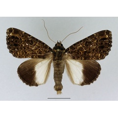 /filer/webapps/moths/media/images/N/niveipicta_Tolna_AM_Basquin_02.jpg