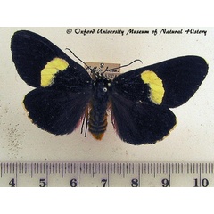 /filer/webapps/moths/media/images/H/hypopyrrha_Rothia_A_OUMNH.jpg