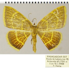 /filer/webapps/moths/media/images/N/neurina_Chrysocraspeda_AF_ZSMa.jpg