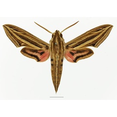 /filer/webapps/moths/media/images/O/osiris_Hippotion_AM_Basquin_01a.jpg