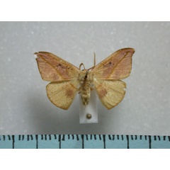 /filer/webapps/moths/media/images/B/brunneola_Isospidia_A_Revell.jpg