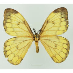 /filer/webapps/moths/media/images/A/ansorgei_Pseudaphelia_AF_Basquina.jpg