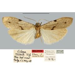 /filer/webapps/moths/media/images/V/vicinula_Eilema_HT_MNHN.jpg