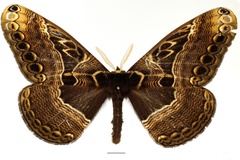 Dactyloceras neumayeri