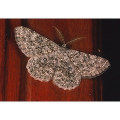 /filer/webapps/moths/media/images/C/cataimena_Zeuctoboarmia_A_Roland_01.jpg