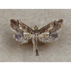 /filer/webapps/moths/media/images/O/ornatalis_Hydriris_A_Butler.jpg