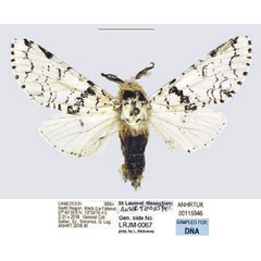 /filer/webapps/moths/media/images/S/smithi_Afrocerura_AM_ANHRT.jpg