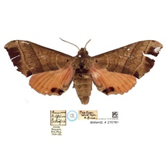 /filer/webapps/moths/media/images/R/rosea_Triptogon_LT_BMNHa.jpg