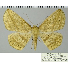 /filer/webapps/moths/media/images/N/nigromaculata_Psilocerea_AF_ZSM.jpg