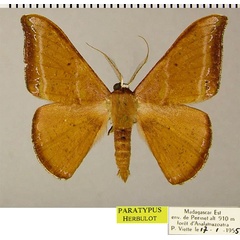 /filer/webapps/moths/media/images/S/saturnina_Hypocoela_PTM_ZSMa.jpg