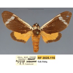 /filer/webapps/moths/media/images/C/clara_Casphalia_PTF_RMCA.jpg