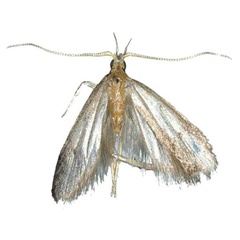 /filer/webapps/moths/media/images/P/pseudideologa_Lecithocera_HT_MfN.jpg