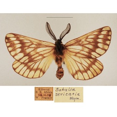 /filer/webapps/moths/media/images/S/sericaria_Sabalia_AM_TMSA_01.jpg