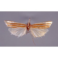 /filer/webapps/moths/media/images/P/Productalius_tritaeniellus_Marion_HT.jpg