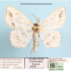 /filer/webapps/moths/media/images/A/albida_Scopula_A_MGCLa_01.JPG