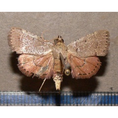 /filer/webapps/moths/media/images/C/camptoceralis_Cassouodes_A_Goffa_03.JPG