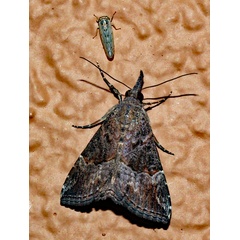 /filer/webapps/moths/media/images/C/commixtalis_Hypena_A_Roland_01_8c4QpEP.jpg