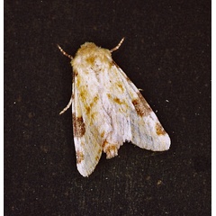 /filer/webapps/moths/media/images/F/flavirufa_Heliothis_A_Roland_01.jpg