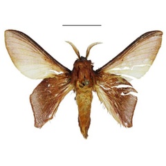 /filer/webapps/moths/media/images/B/bryoniae_Sonitha_HT_ANHRT.jpg