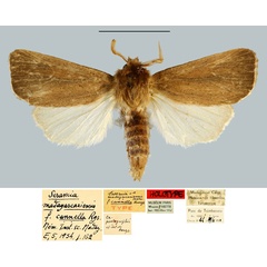 /filer/webapps/moths/media/images/C/cannella_Sesamia_HT_MNHN.jpg