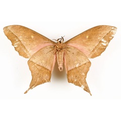/filer/webapps/moths/media/images/L/longicaudata_Imbrasia_HT_CMPb.jpg