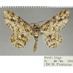 /filer/webapps/moths/media/images/S/saltuensis_Cleora_AM_ZSM.jpg