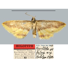 /filer/webapps/moths/media/images/F/fatua_Hypobleta_HT_MNHN.jpg